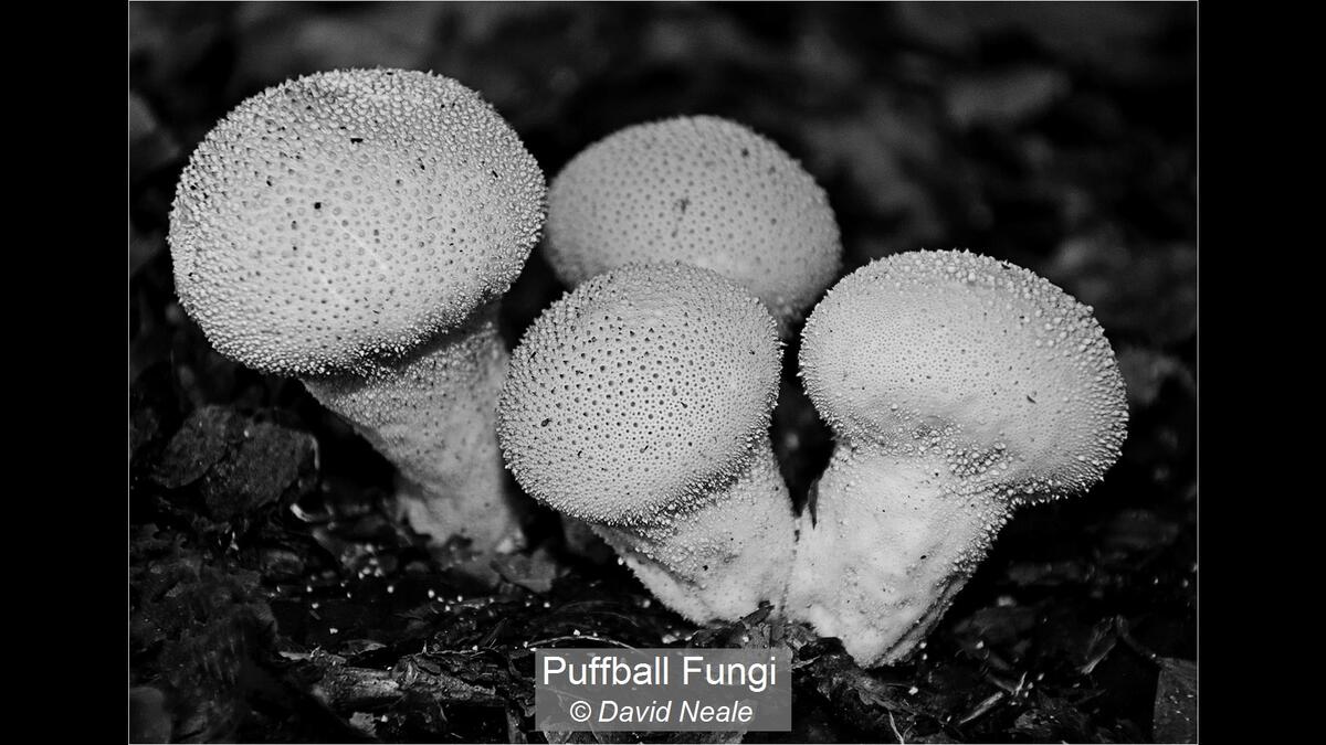 29_Puffball Fungi_David Neale